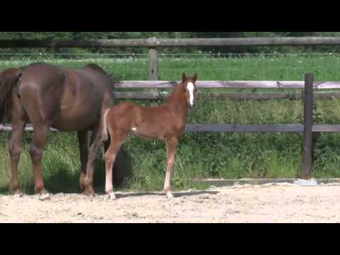 Hengstfohlen v. Zinedine-Acolito, geb 2015