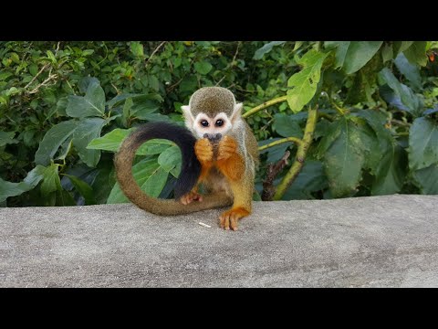 Inside Monkeyland - Punta Cana, Dominican Republic