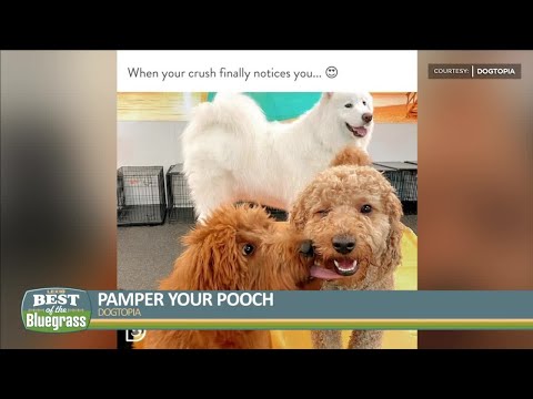 Pamper your pooch at Dogtopia