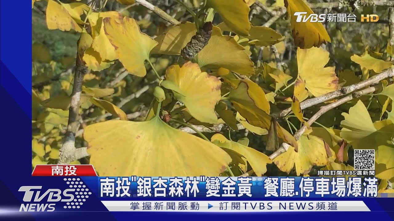 遊客搶拍南投大崙山銀杏森林 餐廳、停車場全爆滿