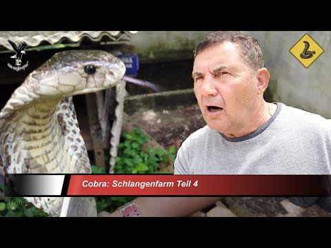 𝘾𝙤𝙗𝙧𝙖: Greift sie nun an? Schlangenfarm Teil 4 auf Koh Samui in Thailand
