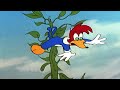 Pica Pau E O Pé De Feijão Pica Pau Desenhos Animados Em Português