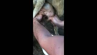 Milking Sheep - Hand Milk Dairy Sheep - Dairy Sheep Milk - How to hand milk sheep
