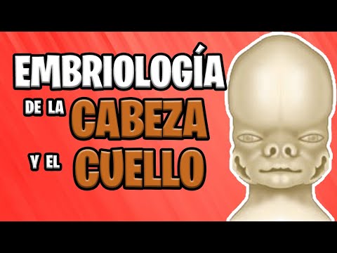 ✅ HEAD AND NECK EMBRYOLOGY (Part 1) 👅🙇🏻‍♀️
