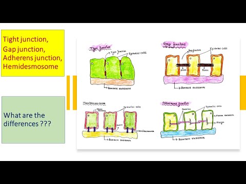 Cell junction | Tight junction | Gap junction | Adherens junction | Hemidesmosome