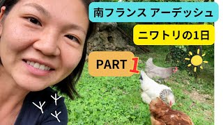 南フランス アーデッシュ生活🇫🇷【前編】ペットのニワトリの1日に密着🐓