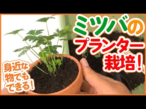 園芸 三葉のアジミニエール