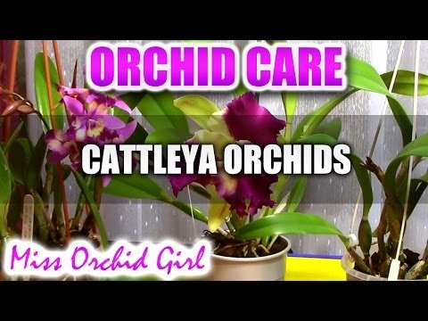Orchid Care - How to care for Cattleya Orchids - watering, fertilizing, reblooming