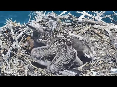 ELDEST SIBLING IS AGGRESSIVE.NO FOOD ON SEE.2 SIBLINGS MOM DOES NOT FEED.PORT LINCOLN OSPREY22.10.22