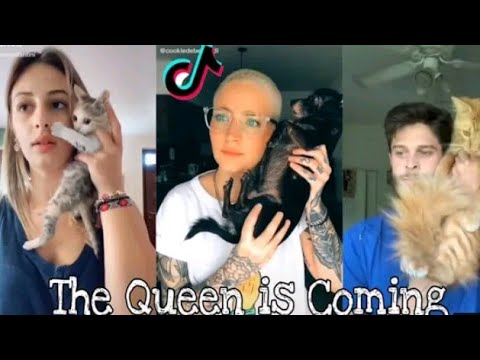 the queen is coming 😸 funny cat videos 😂 cat videos 2021 | cats Tv Channel