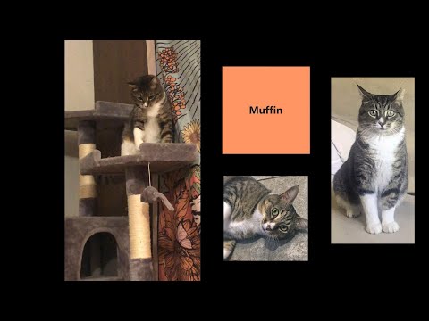 Muffin, an adoptable Tabby in Bronx, NY_image-1