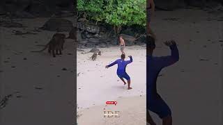 Download lagu A foreigner enjoying taking photos is disturbed by a group of wild monkeys. mp3