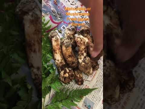 JAPAN MATSUTAKE/MUSHROOMS || The Most Expensive Mushrooms Fresh From Forest#Shorts