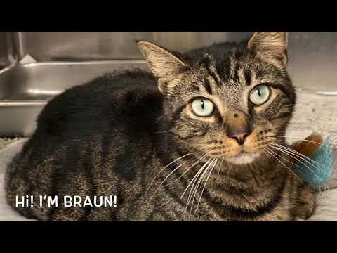 Braun, an adopted Domestic Short Hair in Kittanning, PA_image-1