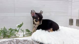 チワワ(スムース)の動画01