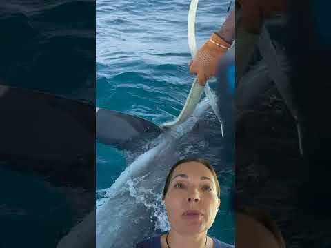 OCEARCH: Tagged a Dusky Shark