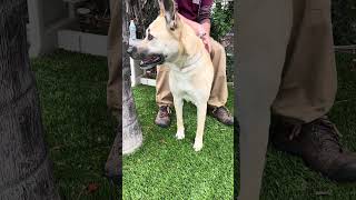 Video preview image #1 Mutt Puppy For Sale in Pasadena, CA, USA