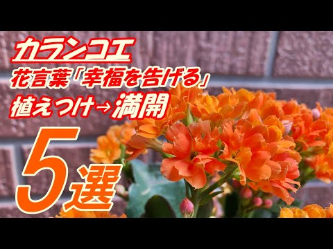 , title : '【花】カランコエの育て方・植え付け'
