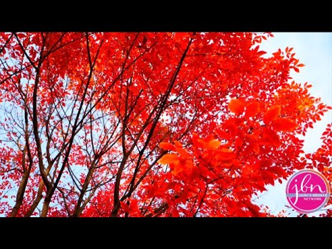 239 Sandringham Road, Brighton, NY