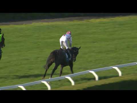 Dostihy Chuchle Arena Praha 31. 5. 2025 - 8. dostih - Cena Derby Clubu Prague