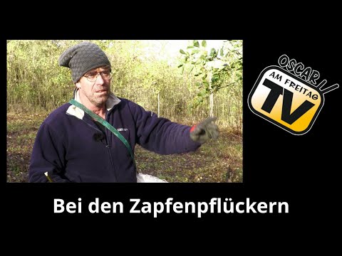 Zapfenpflückern über die Schulter geschaut