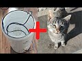 Cat Purring Washing Machine Sounds Relax Sleep