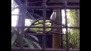 preview picture of video 'Bali Starling - Myna Bird at Bali Bird Park'