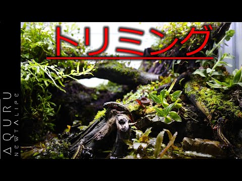 アメリカイモリ 植物