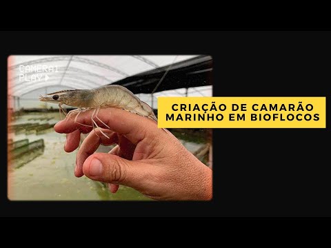 , title : 'CRIAÇÃO DE CAMARÃO MARINHO EM BIOFLOCOS - CARCINICULTURA'