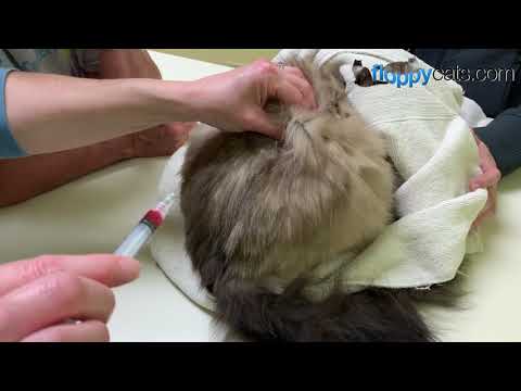 Transdermal B12 for Cats: How to Give a Cat a B12 Shot in Hind Leg Area - Floppycats