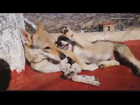Tourist get to walk with wolves in Spain