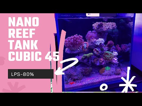 Nano Reef Tank Cubic 45cm { Đam Mê Của Mit’ Tơ . TÈO }