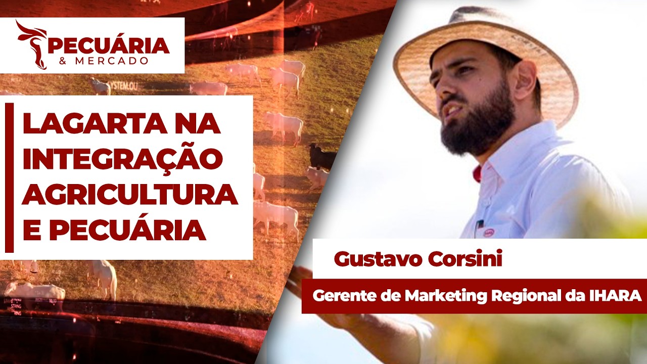 Ataque de lagartas deixa de ser preocupação pontual e se consolida como ameaça às pastagens na...