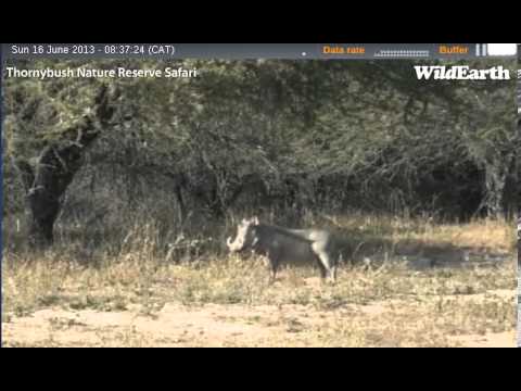 Marc finds some warthogs and their piglets