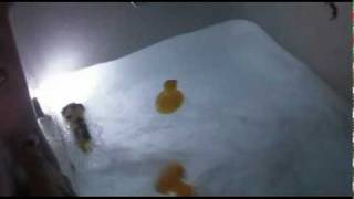 Felmlee Lures Natural Dace EEL Lure 6-3/8'' - Cast & Retrieve At Any Depth