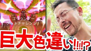 巨大ゴリランダー色違いの確率がぁああああ！！高個体？！色違わない？！なんでぇえええ！？【ポケモンGO】