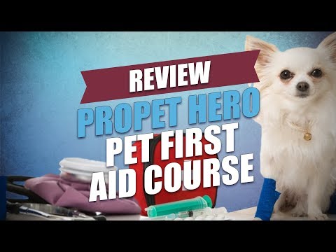 download lagu mp3 mp4 Pro Pet Hero, download lagu Pro Pet Hero gratis, unduh video klip Pro Pet Hero