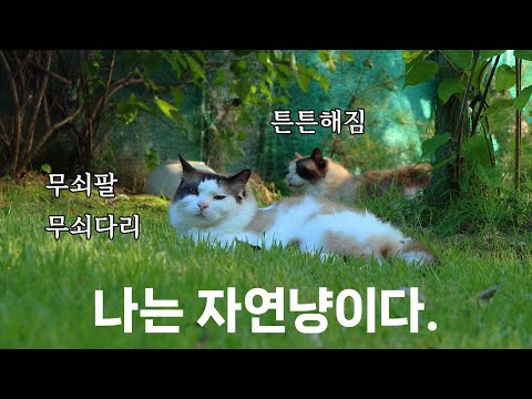 자연 속에서 건강을 되찾은 산골 고양이들