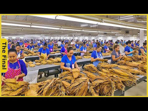 How Cubans Harvest Tobacco and Make The Most Expensive Cigars in The World | Farming Documentary
