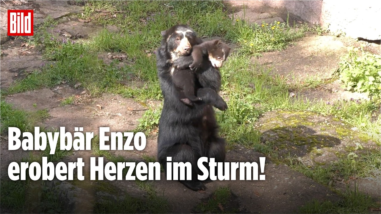 Berlin: Kleiner Bär Enzo: Erste Schritte im Tierpark Berlin begeistern Besucher