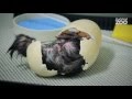 Zoo Tales It S Hatch Time For Our Kiwi Chicks