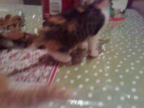 Najat's Baby Kittens