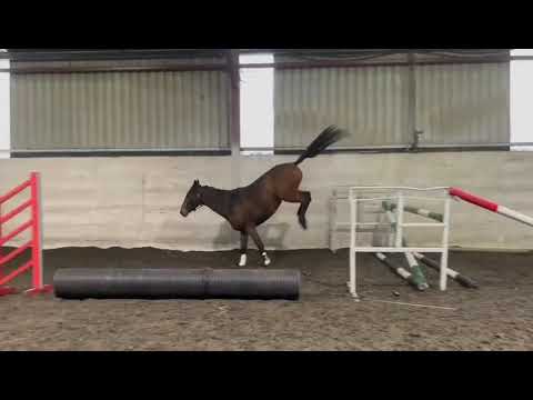 3 Year Old Filly - Image 2