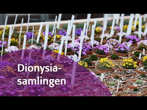 Our collection of Dionysia with Marika Irvine