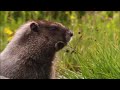 Wildlife Windows 10 Sample Video
