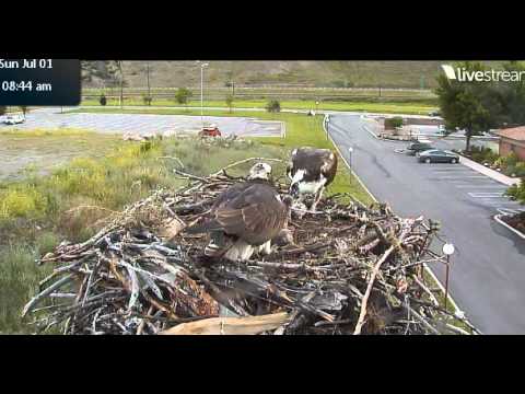Hellgate Osprey July 1 Dad feeds mom