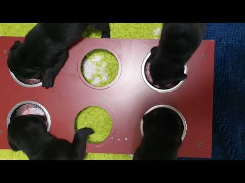 D-Wurf vom Uthleder Berg,  Tag 28-4