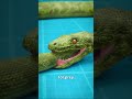Snake Eating Its Own Tail On Roblox