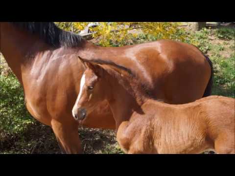 KN3: Fohlen v. Baloutender - Limited Edition