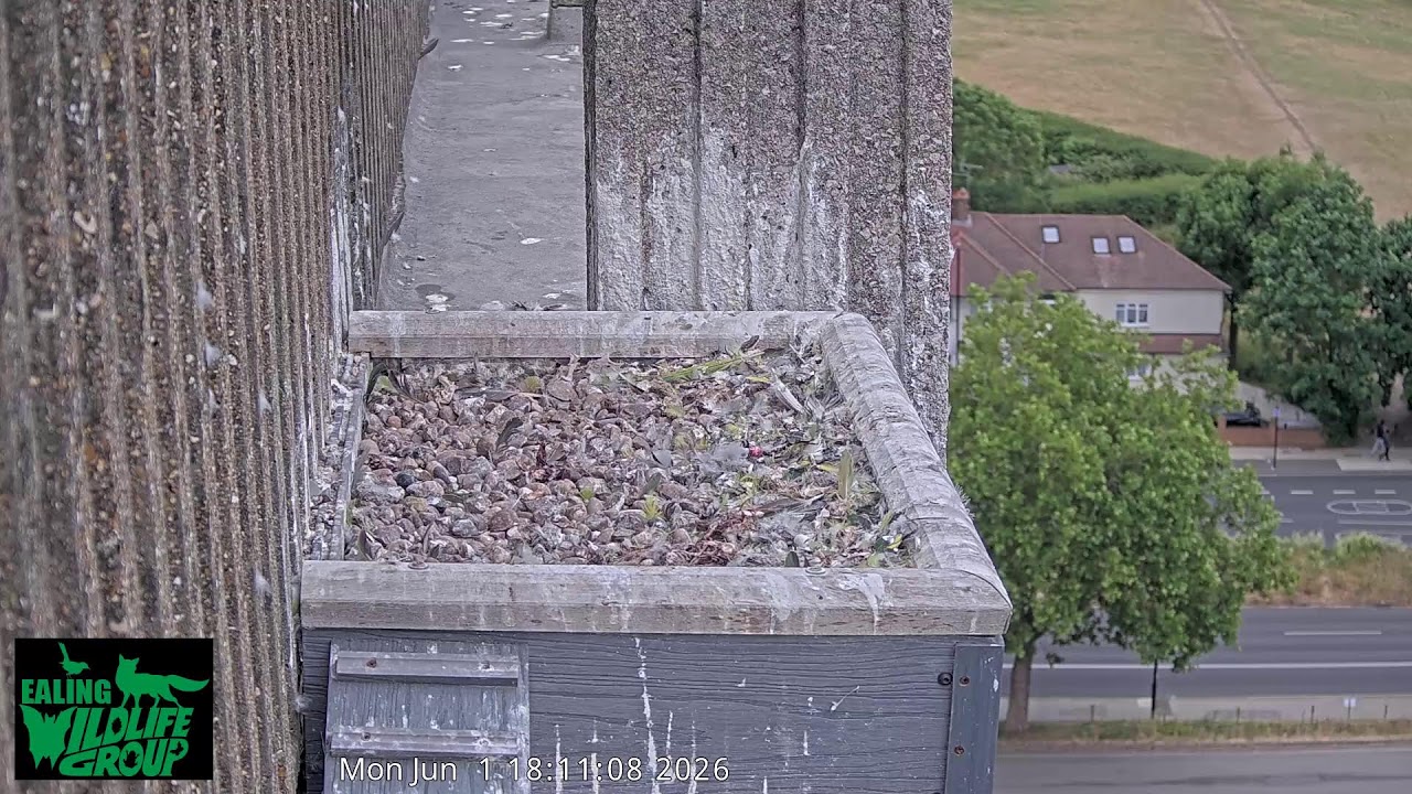 Watch Ealing’s Peregrine Falcons live on our webcam!